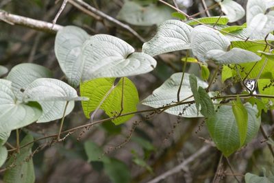 Dioscorea carpomaculata, photographed by Neptalí Ramírez Marcial