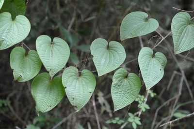 Dioscorea carpomaculata, photographed by Neptalí Ramírez Marcial