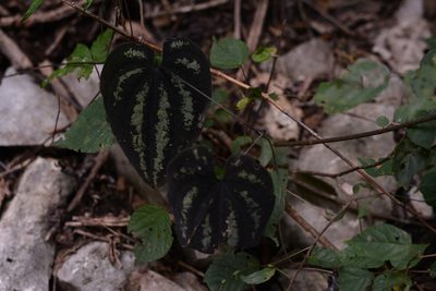 Dioscorea cyanisticta, photographed by Neptalí Ramírez Marcial