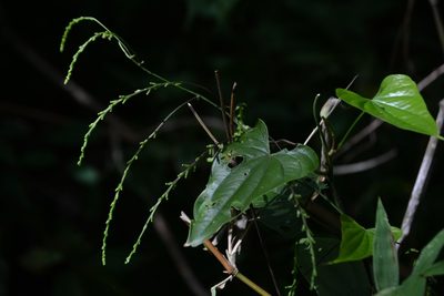 Dioscorea spiculiflora, photographed by Neptalí Ramírez Marcial