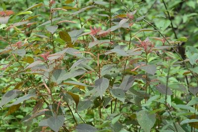 Acalypha chiapensis, photographed by Neptalí Ramírez Marcial