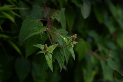 Dalembertia triangularis, photographed by Neptalí Ramírez Marcial