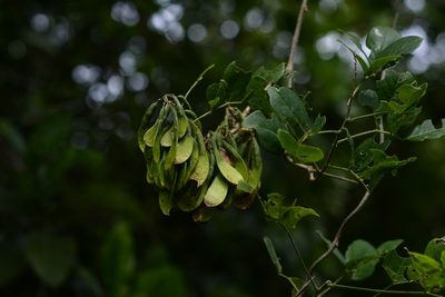 Nissolia fruticosa, photographed by Neptalí Ramírez Marcial