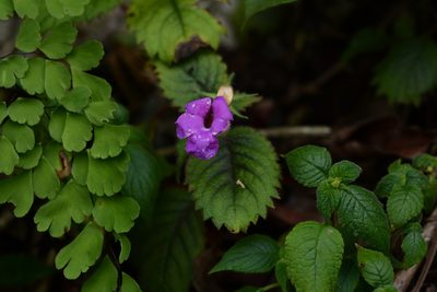 Achimenes grandiflora