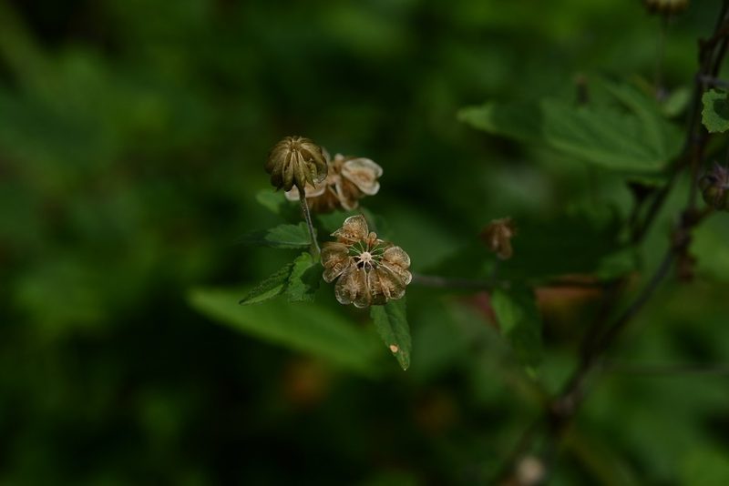 Gaya minutiflora, photographed by Neptalí Ramírez Marcial
