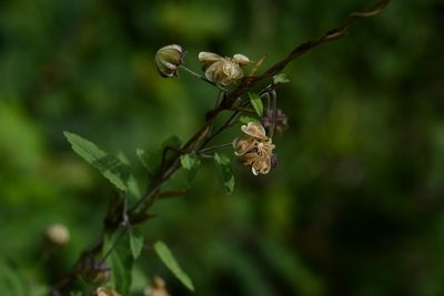 Gaya minutiflora, photographed by Neptalí Ramírez Marcial