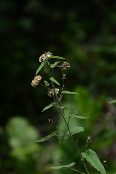 Gaya minutiflora, photographed by Neptalí Ramírez Marcial