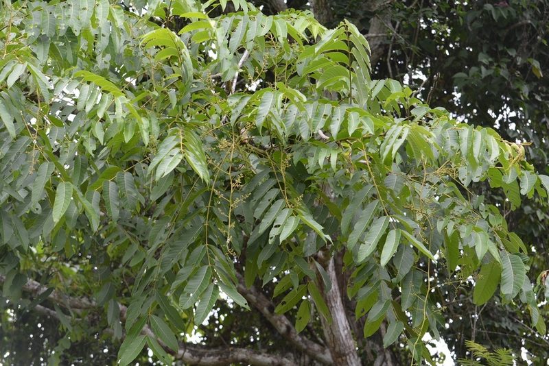 Cedrela oaxacensis, photographed by Neptalí Ramírez Marcial