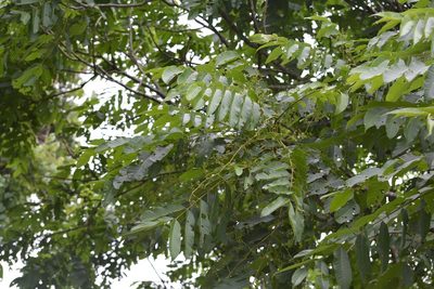 Cedrela oaxacensis, photographed by Neptalí Ramírez Marcial