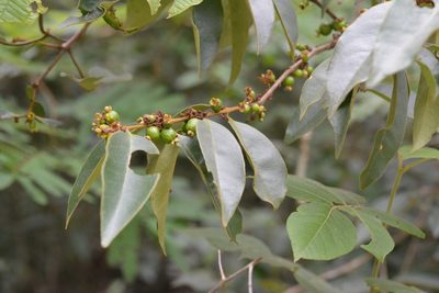Eugenia acapulcensis, photographed by Neptalí Ramírez Marcial