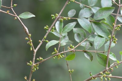 Eugenia trikii, photographed by Neptalí Ramírez Marcial