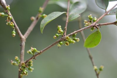 Eugenia trikii, photographed by Neptalí Ramírez Marcial