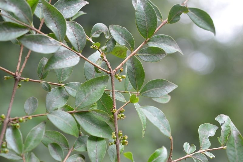 Eugenia trikii, photographed by Neptalí Ramírez Marcial