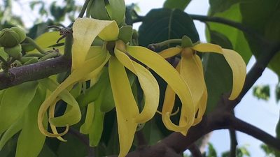 Cananga odorata, photographed by Ong Jyh Seng