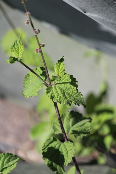 Priva mexicana, photographed by José Belem Hernández Díaz