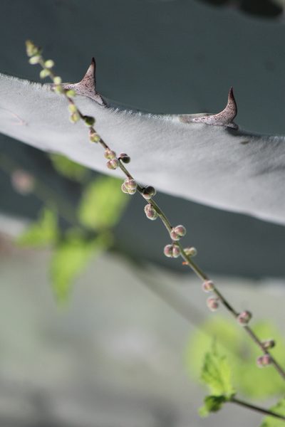 Priva mexicana, photographed by José Belem Hernández Díaz