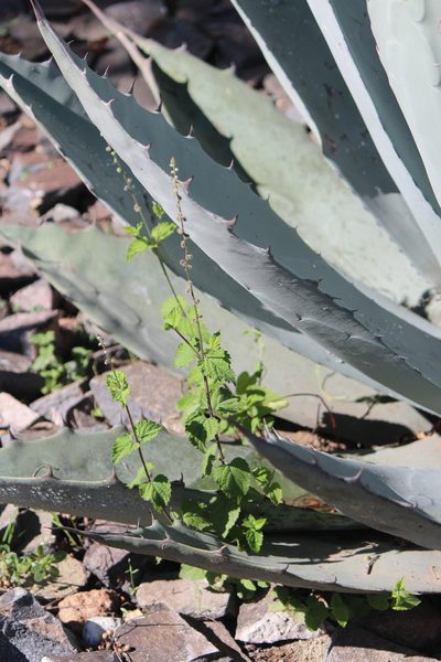 Priva mexicana, photographed by José Belem Hernández Díaz