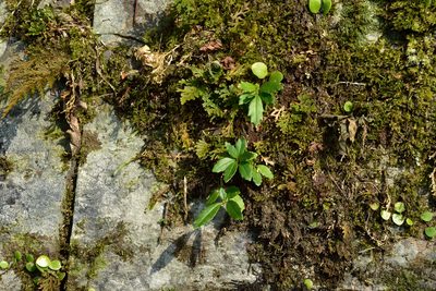Lysionotus pauciflorus, photographed by 楊富鈞