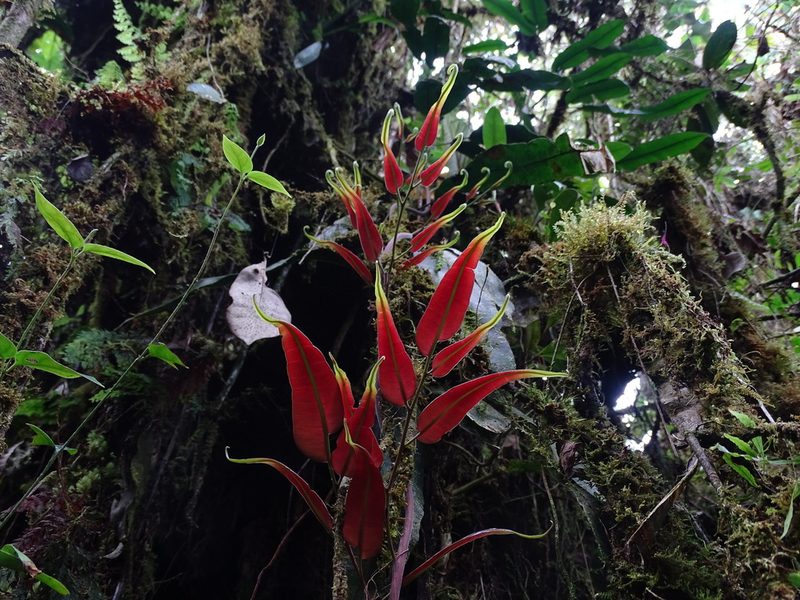 Salpichlaena volubilis, photographed by Daniel A. Monsalve Ortiz