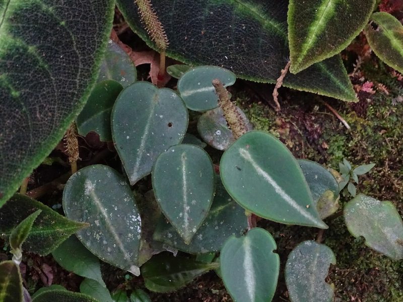 Peperomia eburnea, photographed by Daniel A. Monsalve Ortiz
