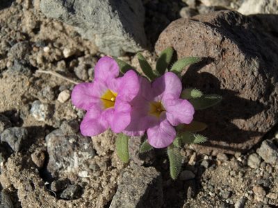 Nama aretioides, photographed by Jim Morefield