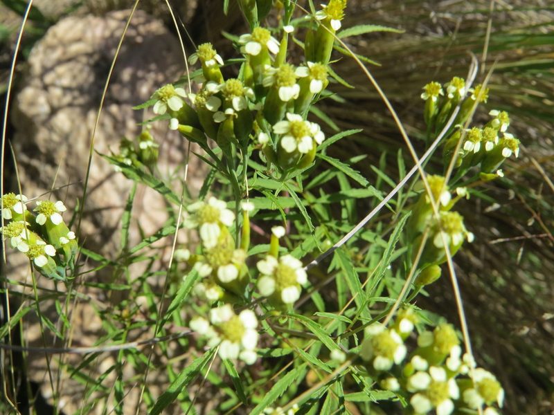 Tagetes terniflora, photographed by Leonel Roget