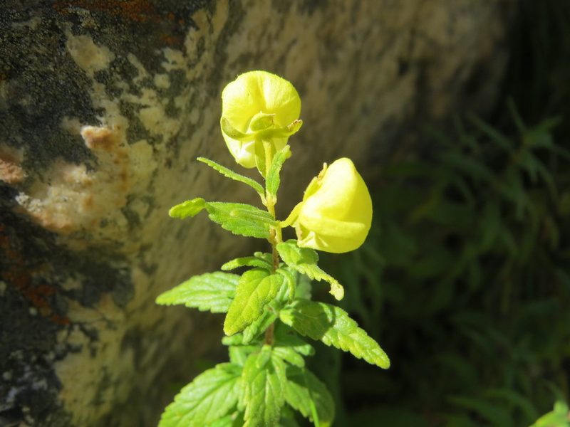 Calceolaria schickendantziana, photographed by Leonel Roget