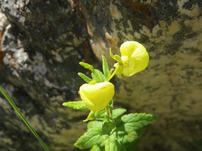 Calceolaria schickendantziana, photographed by Leonel Roget