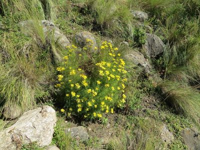 Tagetes campanulata, photographed by Leonel Roget