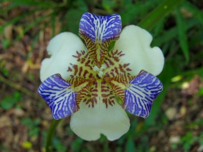 Trimezia candida, photographed by Miguel Vieira