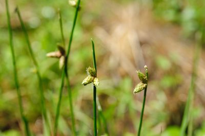 Schoenoplectiella juncoides, photographed by Cheng-Tao Lin