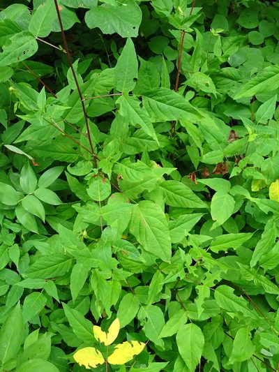 Desmodium cuspidatum, photographed by Thomas Koffel