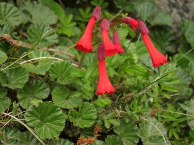 Ourisia ruellioides, photographed by Miguel Vieira