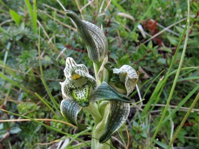 Chloraea magellanica, photographed by Miguel Vieira