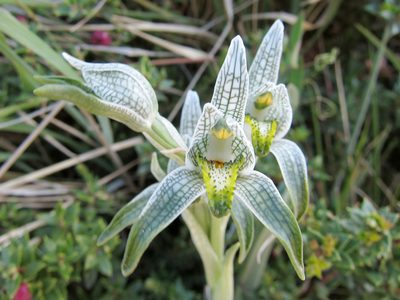 Chloraea magellanica, photographed by Miguel Vieira