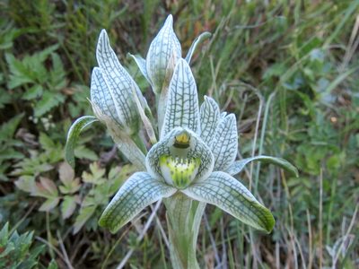 Chloraea magellanica, photographed by Miguel Vieira