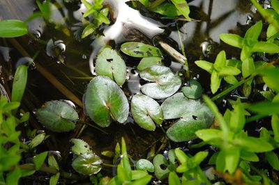 Nymphoides coreana, photographed by Cheng-Tao Lin
