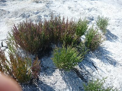 Salicornia rubra, photographed by Syd Cannings