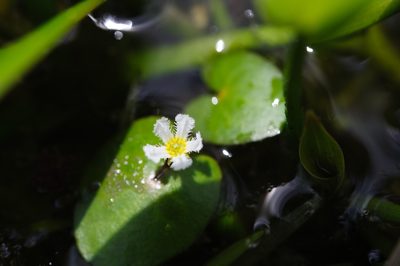Nymphoides coreana, photographed by Cheng-Tao Lin