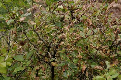 Crataegus erythropoda, photographed by Eric Knight