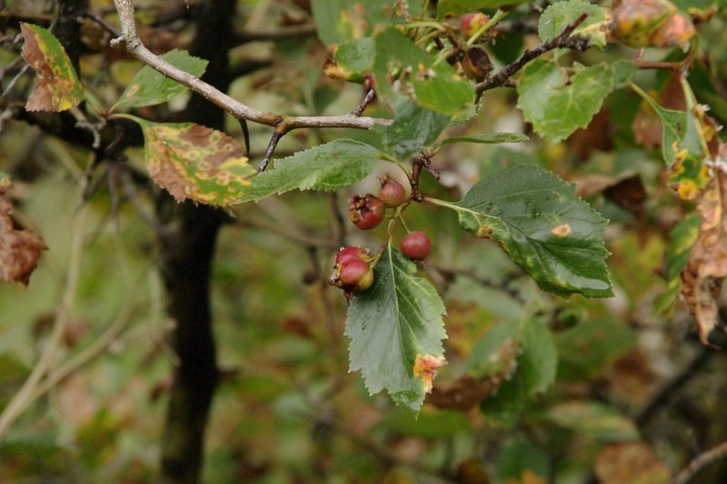Crataegus erythropoda, photographed by Eric Knight