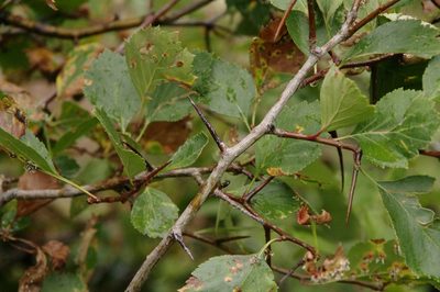 Crataegus erythropoda, photographed by Eric Knight