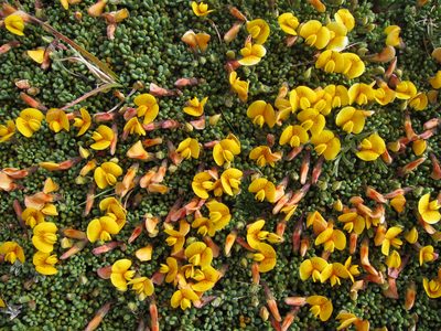 Adesmia salicornioides, photographed by Miguel Vieira