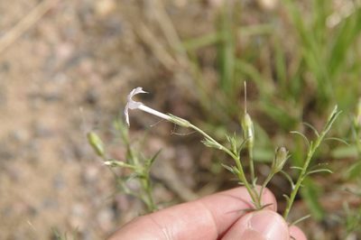 Ipomopsis laxiflora, photographed by Eric Knight