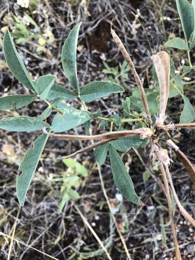 Thermopsis divaricarpa, photographed by markluffel