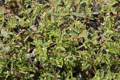 Euphorbia missurica, photographed by Eric Knight