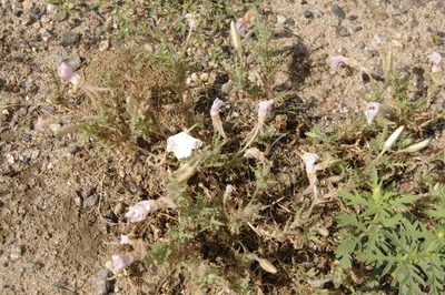 Oenothera coronopifolia, photographed by Eric Knight