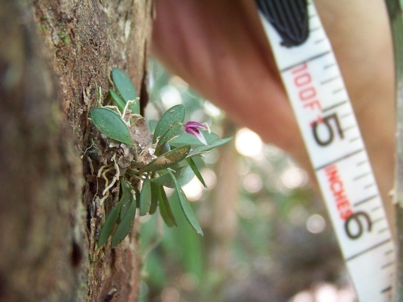 Specklinia pisinna, photographed by botanygirl