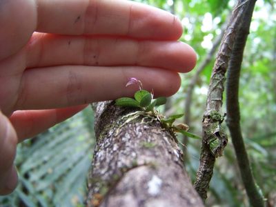Specklinia pisinna, photographed by botanygirl