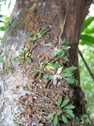 Specklinia pisinna, photographed by botanygirl